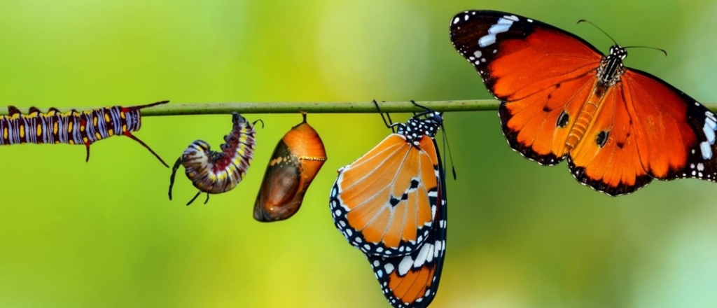 Verandering, transitie of transformatie
