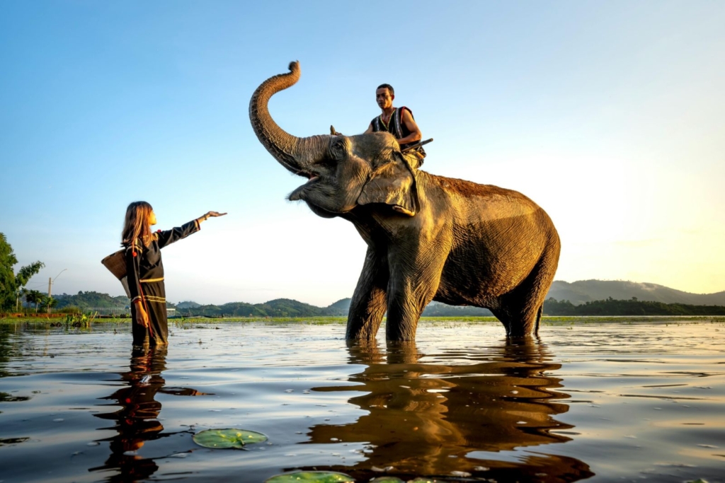 Foto van een Olifant in het water, een Berijder en een vrouw die in het water staat