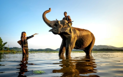 Succesvol veranderen – de Olifant en de Berijder